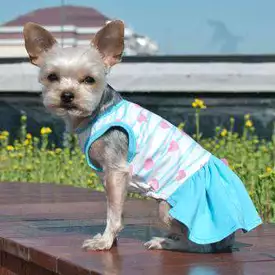 Sweet Heart Dog Dress